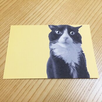 ネコポストカード ハチワレびっくり猫の画像
