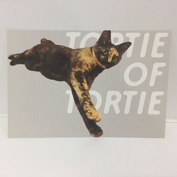 ごろーんするサビ猫ポストカードの画像