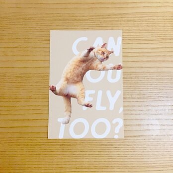 飛ぶ猫ポストカード　CAN YOU FLY TOO?の画像
