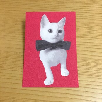 しろねこ子猫のポストカードの画像