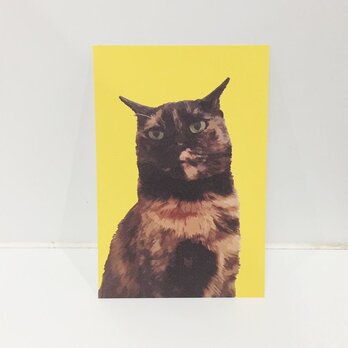 凛としてサビ猫ポストカードの画像