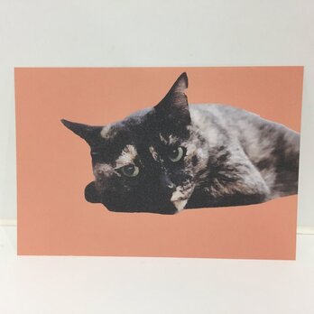 ねそべるサビ猫ポストカードの画像