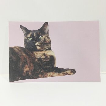 あっちを向くサビ猫ポストカードの画像