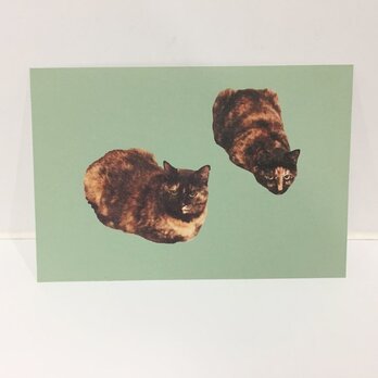 丸まるサビ猫たちポストカードの画像