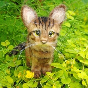 ★　【かわいいキジトラ　ねこ】　★の画像