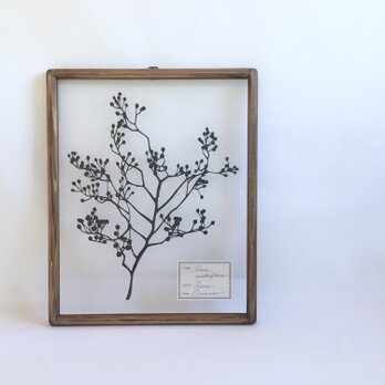【植物標本シリーズ】ノイバラの切り絵フレーム_Aの画像