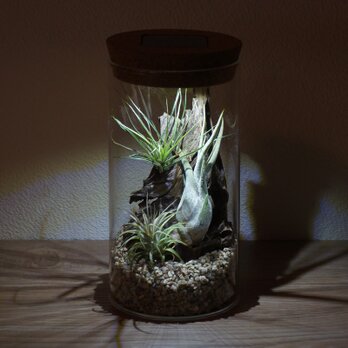 bottle terrarium 95の画像