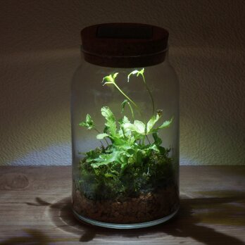 bottle terrarium 75の画像