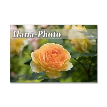 1324) 美しいバラたち 2    　ポストカード5枚組の画像