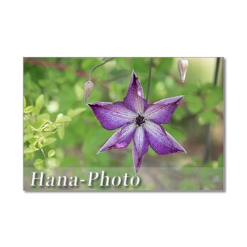 1325) 紫のクレマチス 　ポストカード5枚組の画像