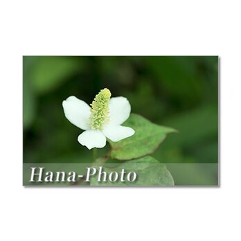 1326) 白い小さな花たち　ポストカード5枚組の画像