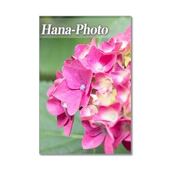 1327) 雨の季節の紫陽花　ポストカード5枚組の画像