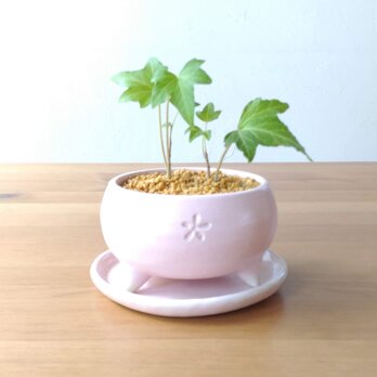 桜色の植木鉢の画像