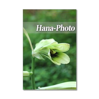 1137）山で撮った花たち　　ポストカード5枚組の画像
