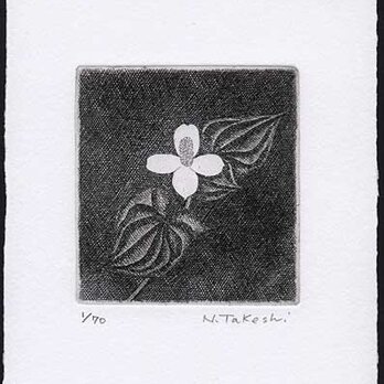 白い花・2018B/ 銅版画 (作品のみ）の画像