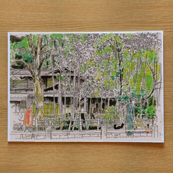 A4サイズ「 京都　哲学の道　新緑」　京の水彩画工房の画像