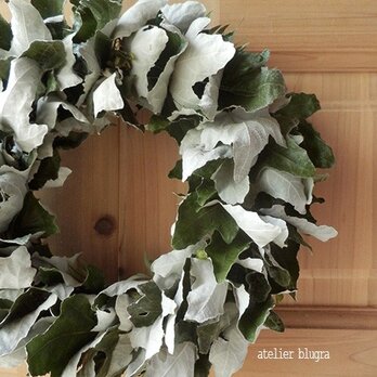 八ヶ岳〜26cmギンドロ(ウラジロハコヤナギ)Wreathの画像