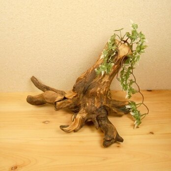 【温泉流木】根が生き生きとした流木花器オブジェ 壁掛け花瓶 流木インテリアの画像