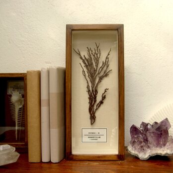 軟質珊瑚の１種標本その四。