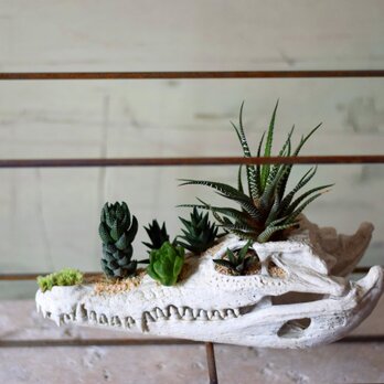 plants born （crocodile)　Iron frameの画像