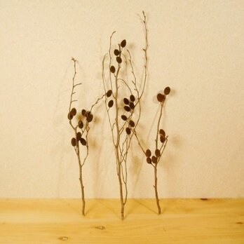 ヤシャブシの実付き枝木001 ～生け花、リース、クリスマス オーナメント、水槽などにの画像