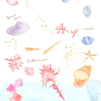 貝殻と海の画像