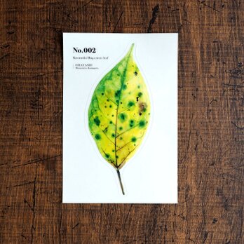 No.002 Kusunoko Bug-eaten leaf 透明ステッカーの画像