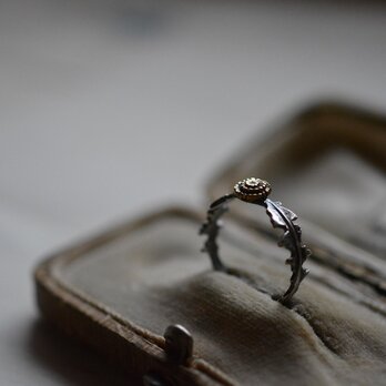 dandelion ringの画像