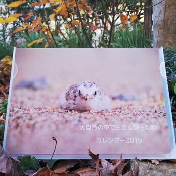 大自然の中で生きる野生動物からパワーをもらおう！　B6卓上カレンダー　2019 お好きな月のポストカード無料進呈!の画像