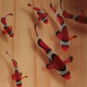 アクリル 金魚 アート 桧  「結」 カクレクマノミのファミリー ニモの画像