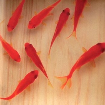 アクリル アート 桧  「咲/saki」 純日本製 3D 金魚 東濃桧 プレゼント 誕生日 結婚 退職 還暦 祝い 男性 女性の画像