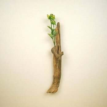 【温泉流木】流木イチョウ飾りの壁掛け一輪挿し 流木インテリアの画像