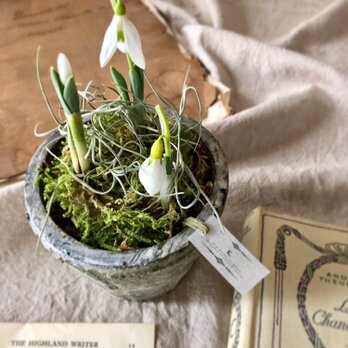 ＊ snowdropの寄せ植え ＊の画像