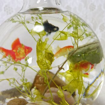 受注制作 金魚鉢の中で泳ぐ金魚たちの画像