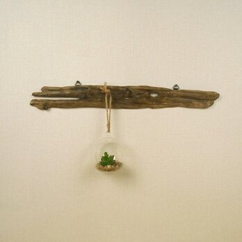 【温泉流木】口を開けた古代魚のような形のおもしろ壁掛けフック キッチンフック 流木インテリアの画像