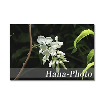 1348) 美しい藤の花　ポストカード5枚組の画像