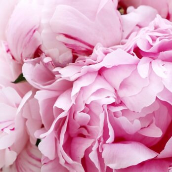 舘田様専用商品です。