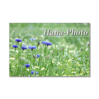 1352）花のある風景 2　ポストカード5枚組の画像