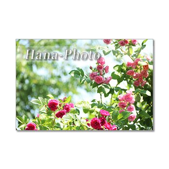 1353）バラのある風景 　ポストカード5枚組の画像