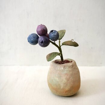 2923.bud 粘土の鉢植え ブルーベリーの画像