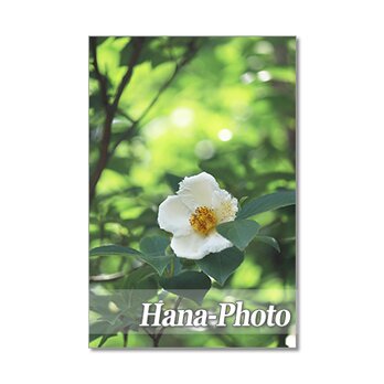 1358) 美しい夏椿 　ポストカード5枚組の画像