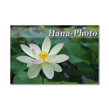 1362) 美しいハスの花 　ポストカード5枚組の画像