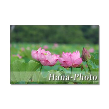 1363）艶やかなハスの花 　ポストカード5枚組の画像
