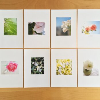 《送料無料》5枚 選べるお花のポストカード Bの画像