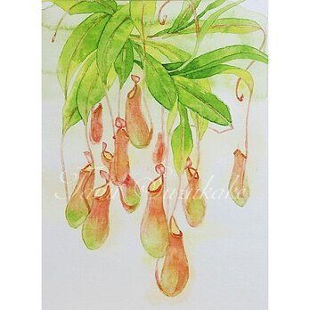 水彩・原画「植物画・ウツボカズラ」の画像