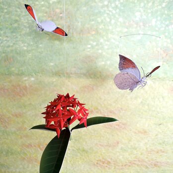ツマベニチョウとサンタンカ（紅花）の画像