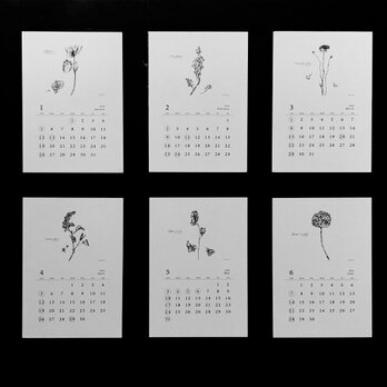 《80%OFF》植物語(しょくぶつがたり)2020  ポストカードカレンダーの画像