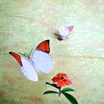 ツマベニチョウとサンタンカ（オレンジ花）の画像