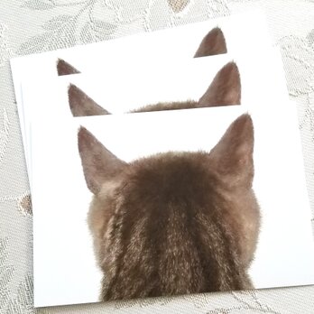 猫の後頭部ポストカード（トルン）の画像