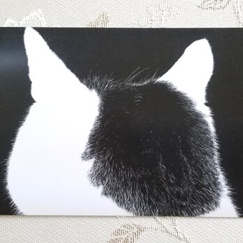 猫の後頭部ポストカード（モモ）の画像